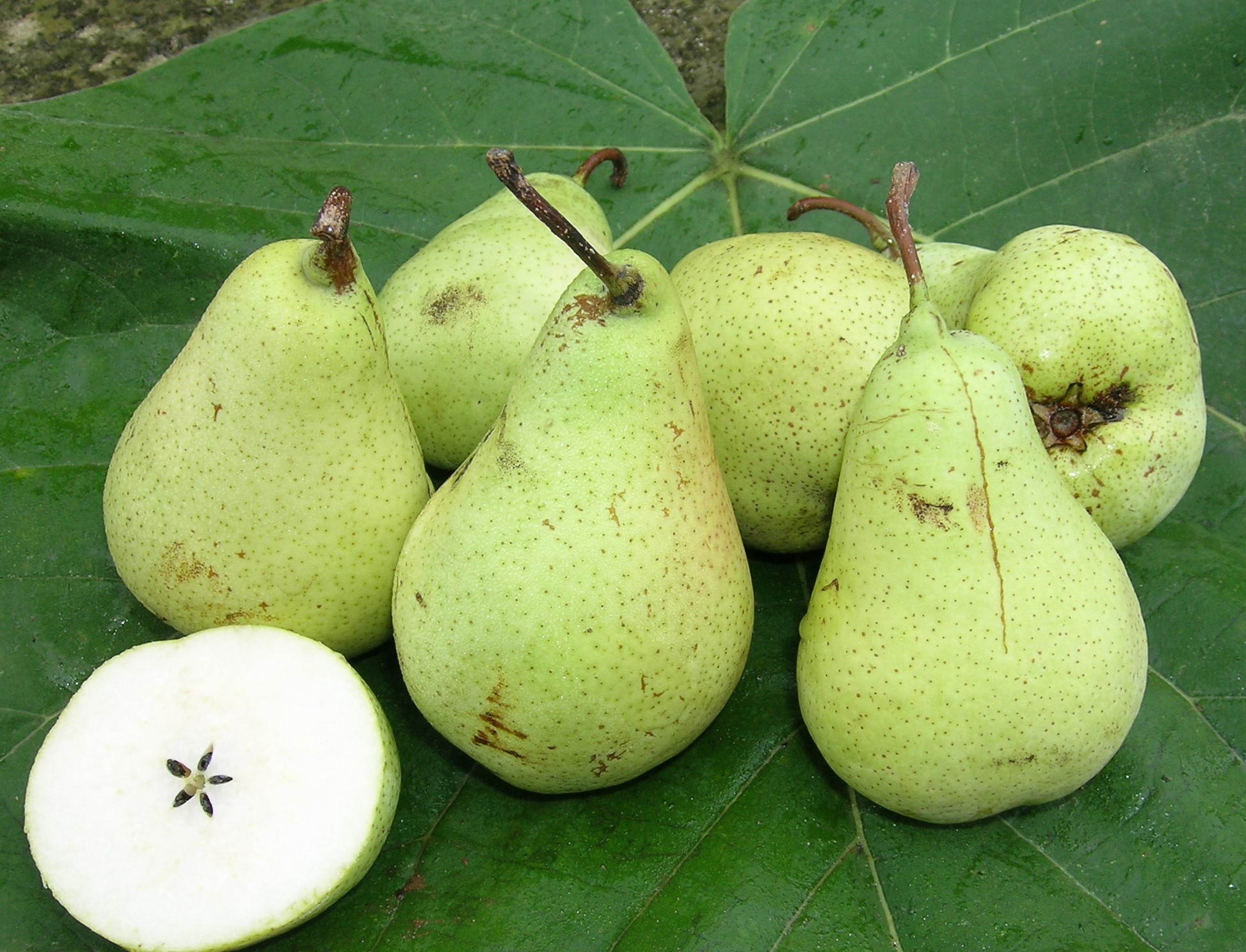 PYRUS COMMUNIS BOTTIGLIA